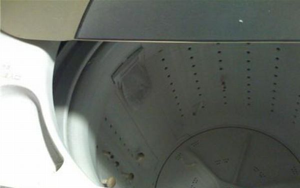 Грибы в стиральной машине. Хохотоманьяк: фотографии, которые вызывают смех