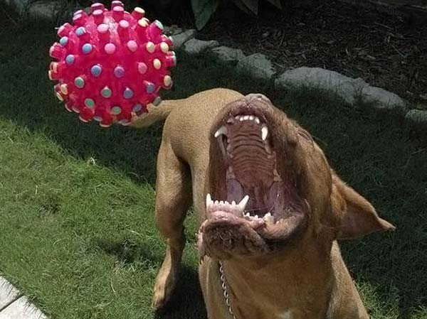 Добрая собачка и её зубки. Смешные фото из разных уголков мира