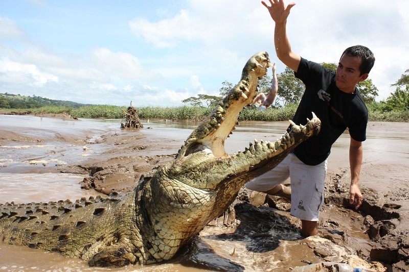Кормление с рук семнадцатифутовых крокодилов. Юмористические картинки, которые поднимут настроение