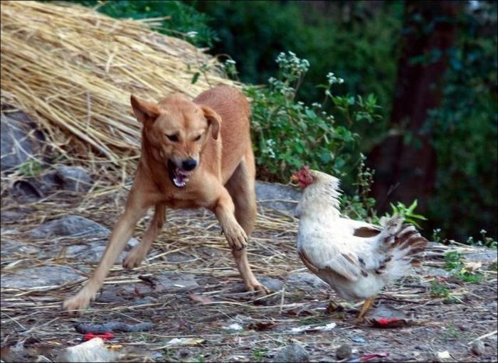 Курица защищает своего цыпленка. Фотографии с курьезами и смешными ситуациями