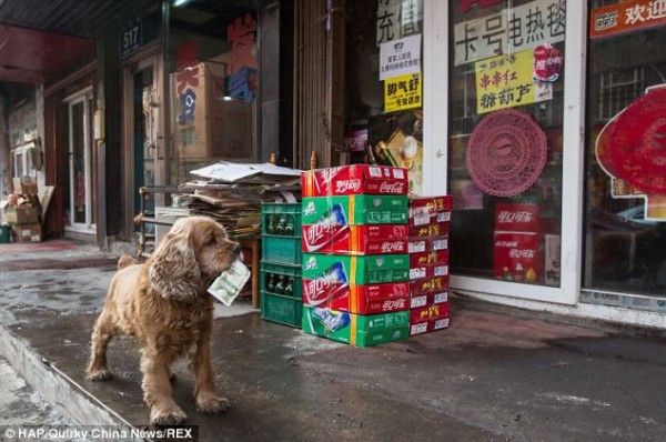 Собачка, которая знает цену деньгам. Фотографии с курьезами и смешными ситуациями