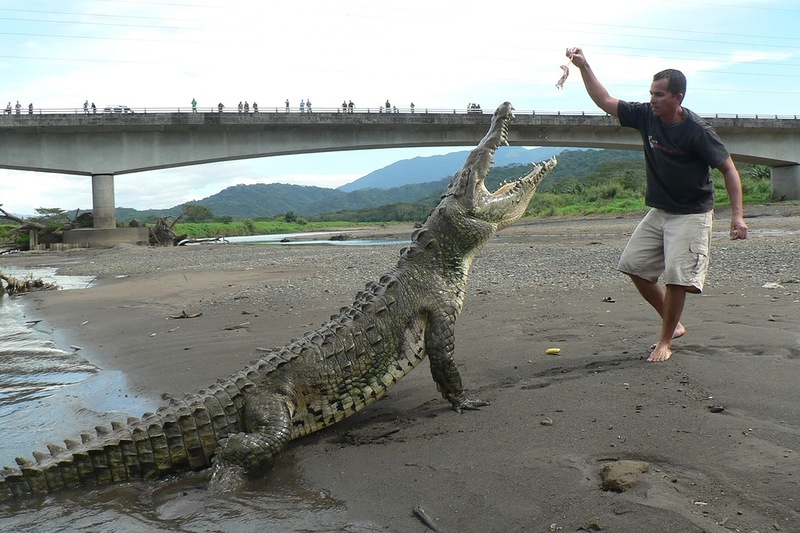 Кормление с рук семнадцатифутовых крокодилов. Юмористические картинки, которые поднимут настроение