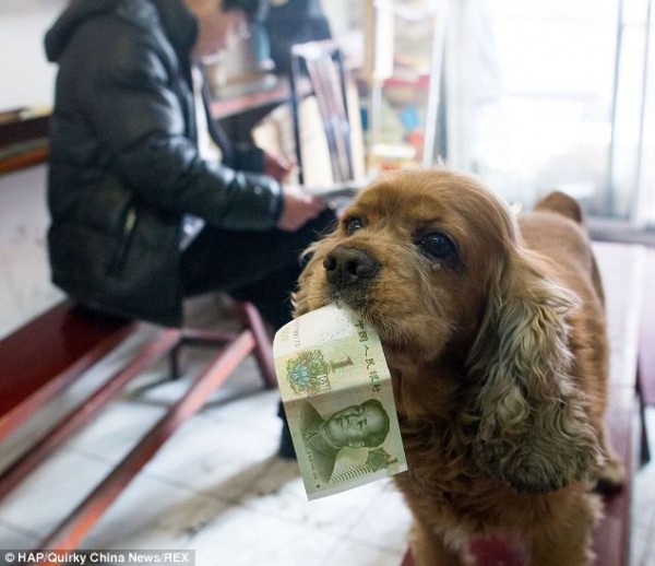 Собачка, которая знает цену деньгам. Фотографии с курьезами и смешными ситуациями