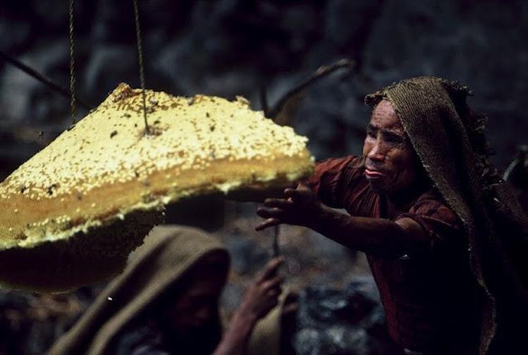Собиратели дикого меда в Непале. Прикольные моменты и необычные снимки