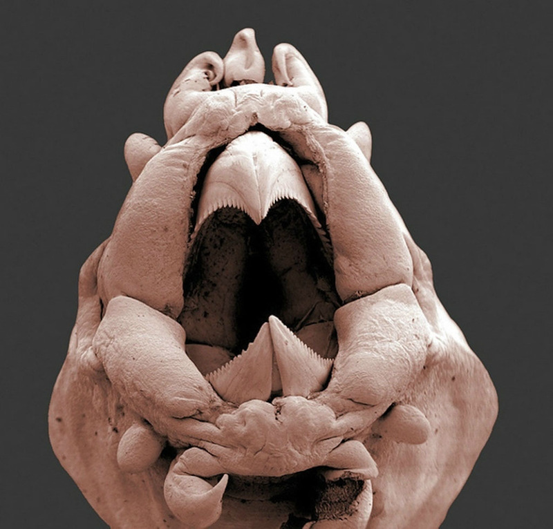 Живые организмы под микроскопом. Подборка картинок для души