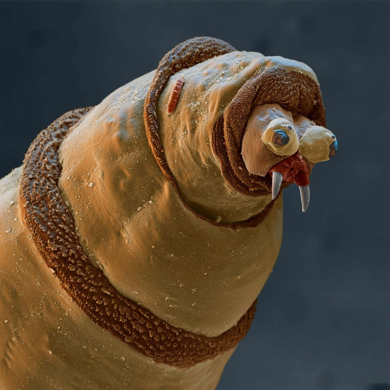 Живые организмы под микроскопом. Подборка картинок для души