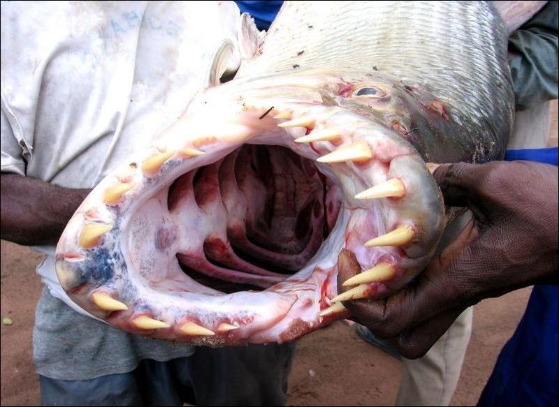 Голиаф - рыба, которая нападает на крокодилов. Веселая галерея: подборка смешных фото