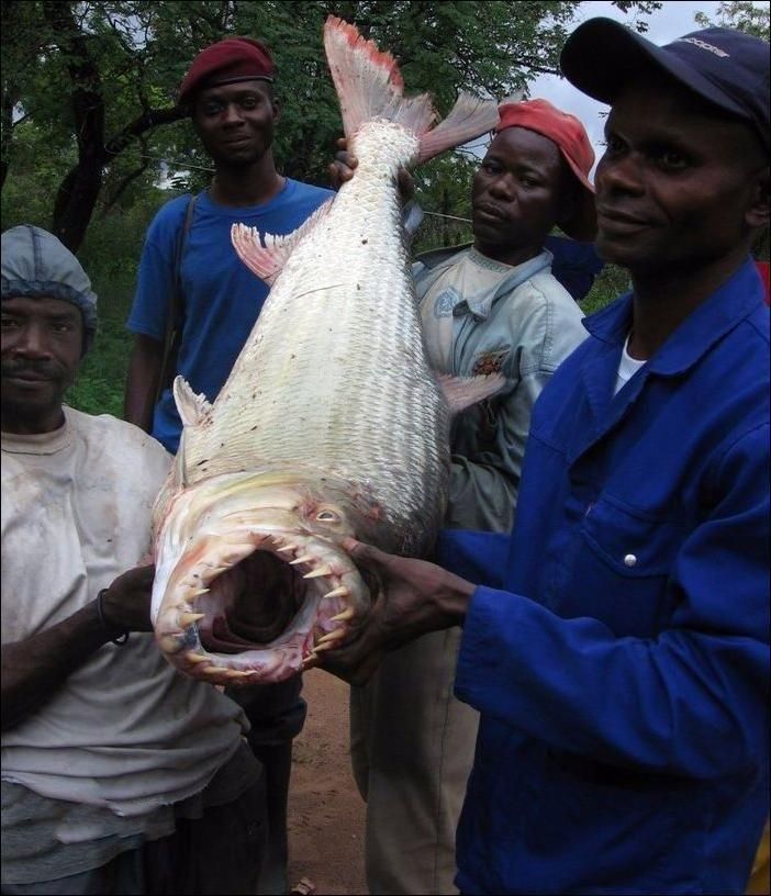 Голиаф - рыба, которая нападает на крокодилов. Веселая галерея: подборка смешных фото