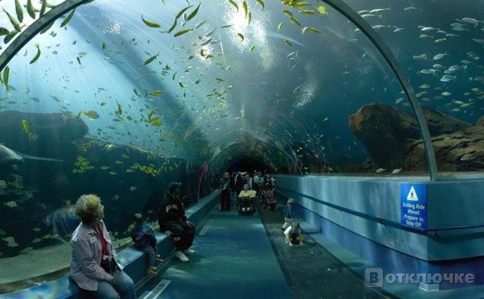 Самый огромный аквариум в мире. Развеселите свою жизнь: кордики