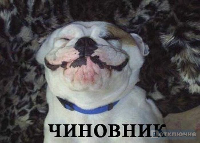 сравнение собак с людьми.. Остроумные картинки, которые покорят вашу улыбку