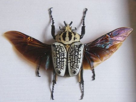 Гигантские насекомые со всего мира. Секретная папка с самыми смешными фотографиями