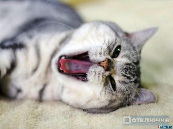 28 вопросов и ответов о котах.. Фотографии смеха и радости