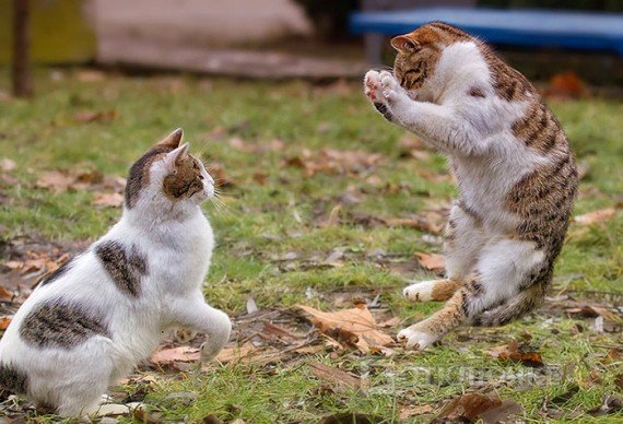 Боевые Коты. Смех терапия: забавные картинки для улучшения настроения