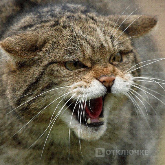 Боевые Коты. Смех терапия: забавные картинки для улучшения настроения