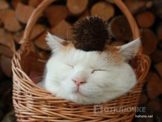 Кошка ленивая 1шт.. Смешные фото, чтобы рассмеяться до слез
