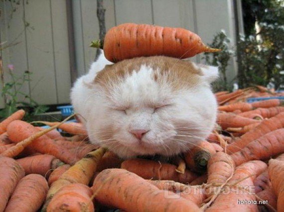 Кошка ленивая 1шт.. Смешные фото, чтобы рассмеяться до слез