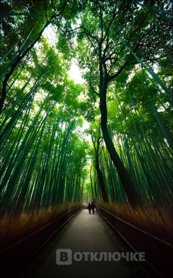 Бамбуковый лес. Подборка веселых фотографий: заряд на весь день