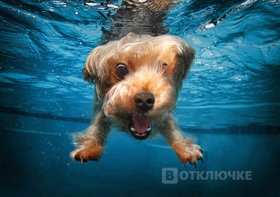 Удивительные подводные собаки. Юморные снимки: приколы, на которые невозможно не улыбнуться