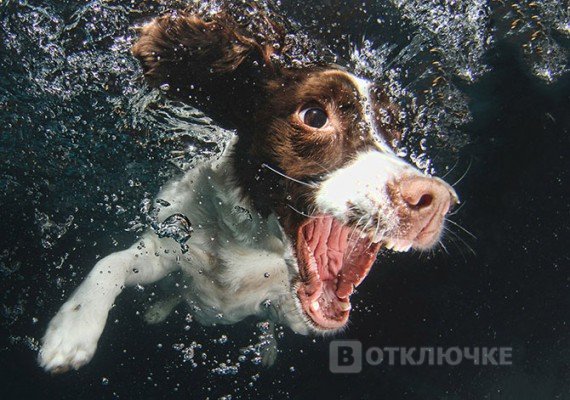 Удивительные подводные собаки. Юморные снимки: приколы, на которые невозможно не улыбнуться