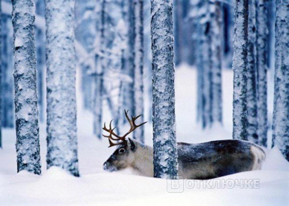 Воспоминание о зиме. Абстрактный мир красоты: классные фотографии, вызывающие затуманенный взгляд