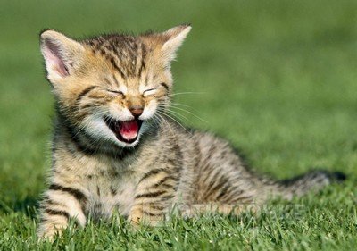 Если бы кошки умели выходить в интернет.... Неуловимый юмор: картинки, которые никого не оставят равнодушным
