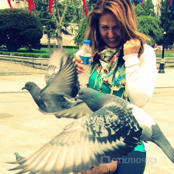 Не кормите голубей, или пожалеете! Хохотные моменты: подборка смешных фото