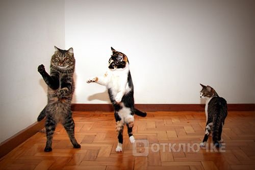 Котейки в танце. Funny картинки для безудержного счастья