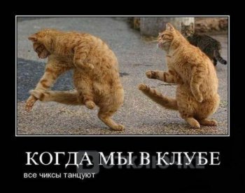 Котейки в танце. Funny картинки для безудержного счастья