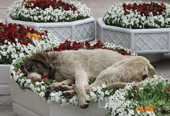 Как спят собаки? Отличные картинки-шутки для расслабления и улыбки