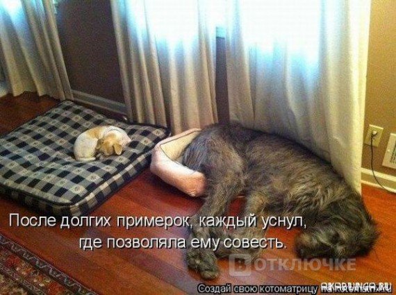 Как спят собаки? Отличные картинки-шутки для расслабления и улыбки