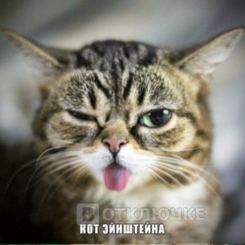 Коты учёных, какими могли бы быть... Легкие и забавные фотографии для досуга
