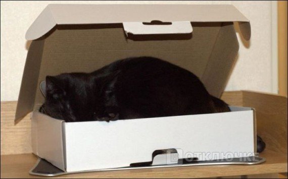 Два кота и одна коробка. Остроумные моменты, запечатленные на камеру