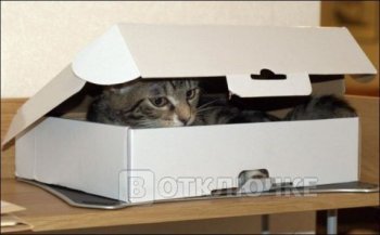 Два кота и одна коробка. Остроумные моменты, запечатленные на камеру