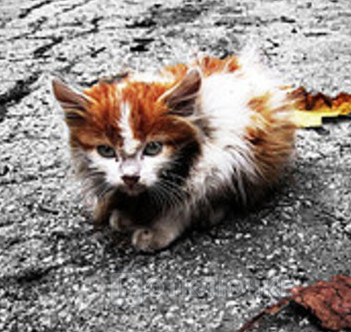 Свежие котята.. Funny images: подборка смешных картинок
