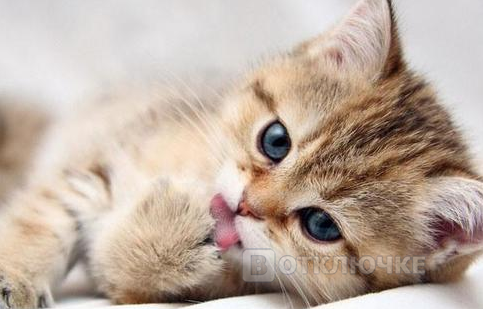 Свежие котята.. Funny images: подборка смешных картинок