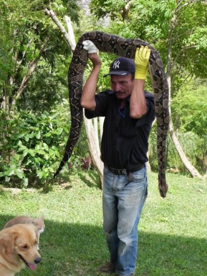 Золотой ретривер спас хозяев от змеи. Невероятные истории со скрытым юмором