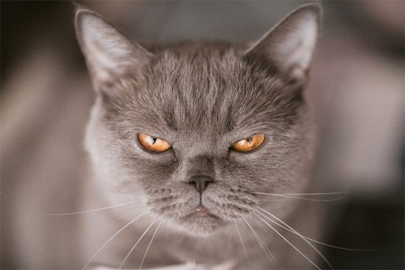 Самые сердитые коты в мире. Смешные истории для поднятия настроения