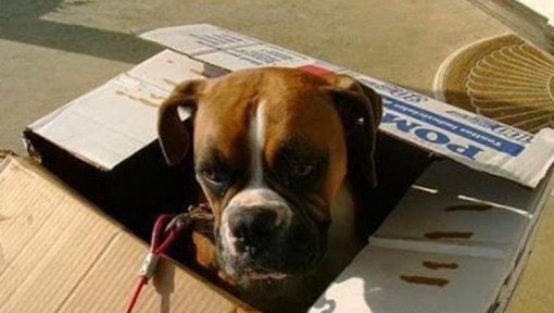 Собаки, которые тоже любят сидеть в коробках. Эмоции, запечатленные в кадре: классные фотографии моментов любви и счаст