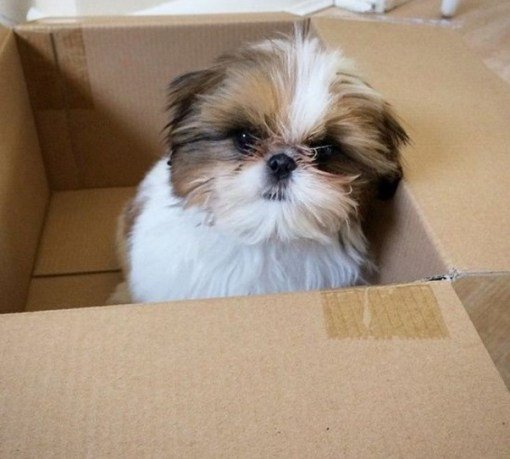 Собаки, которые тоже любят сидеть в коробках. Эмоции, запечатленные в кадре: классные фотографии моментов любви и счаст