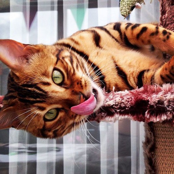 Бенгальский кот Тор с леопардовой шерстью. Увлекательные истории о необычных дружбах