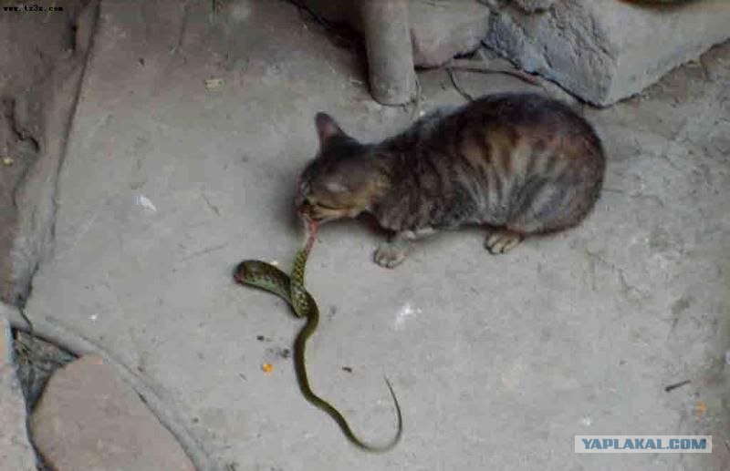 Кот - змеелов. Объективное веселье: прикольные фотографии на сайте