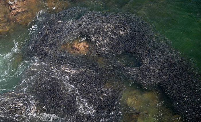 Необычное скопление рыбы в Акапулько. Креативные и смешные картинки для поднятия духа