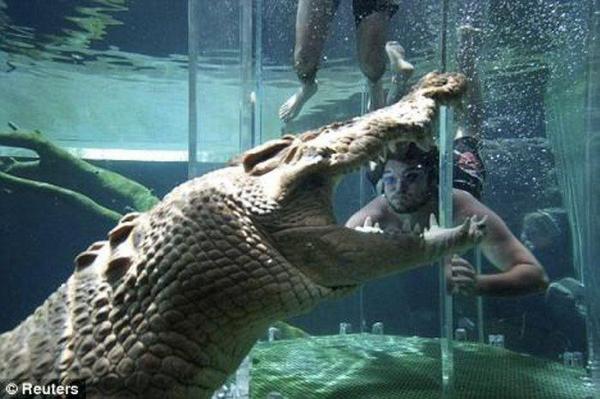 Погружение с крокодилом. Веселые картинки на Юбилей