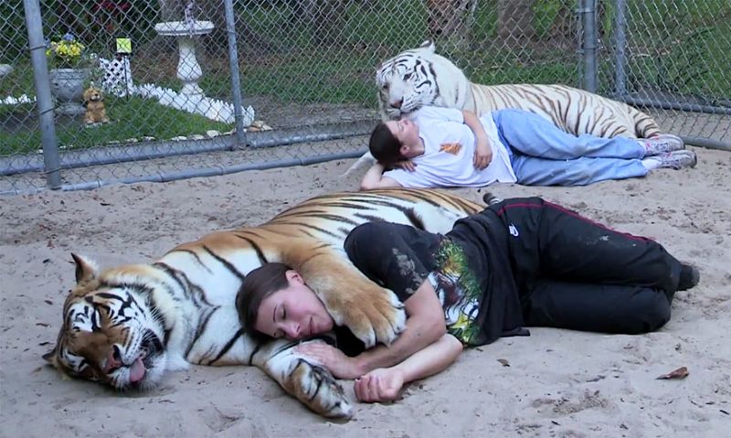 Мать тигров держит у себя во дворе двух огромных хищников