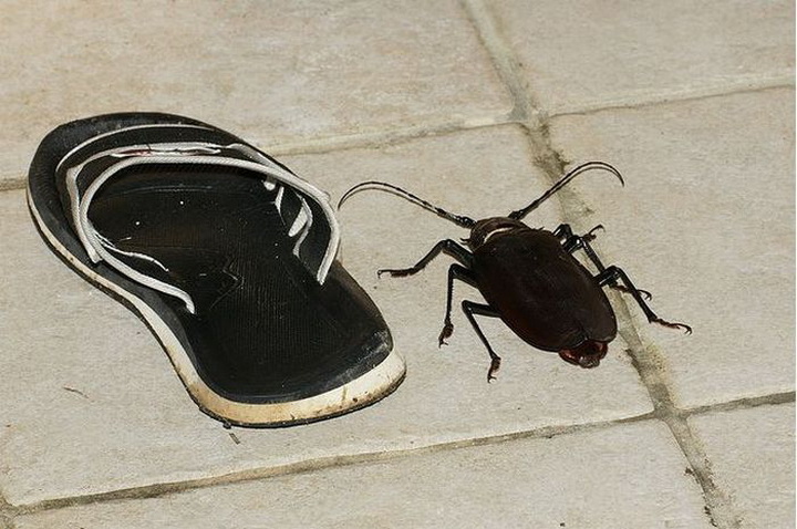 Гигантский индийский жук. Искусство уловить курьезные ситуации на фото