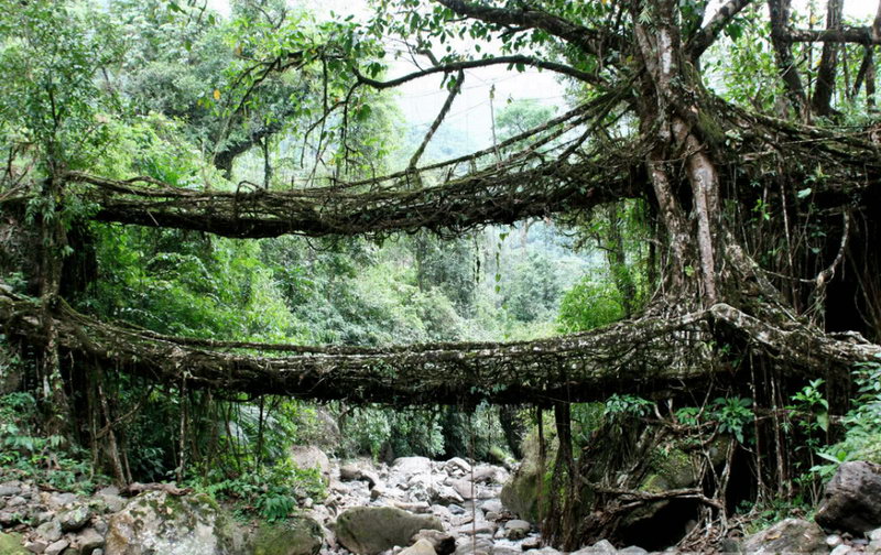 Мост из деревьев племени хаси. Веселые картинки на тему гаджетов и технологий