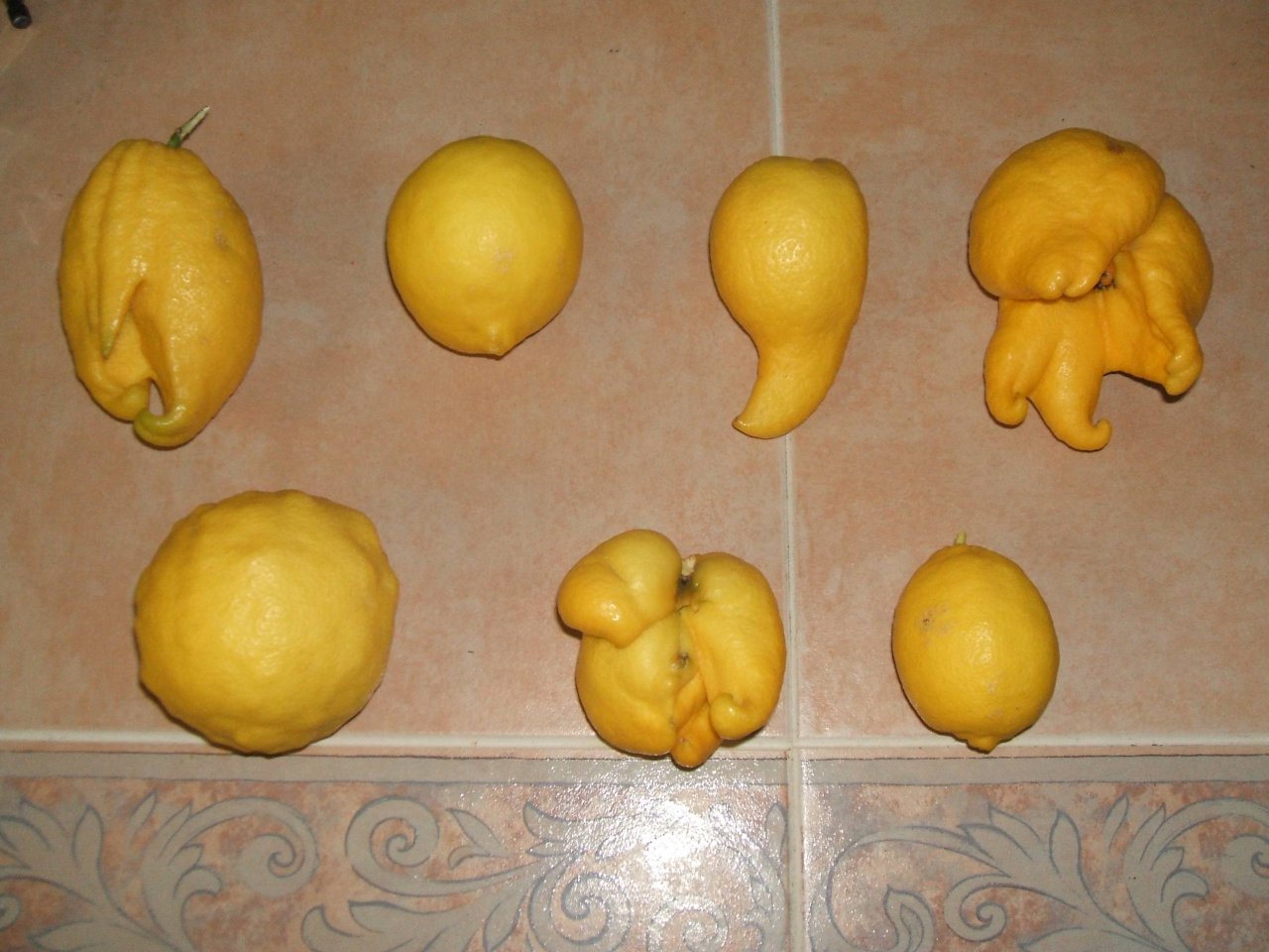 Лимоны-мутанты. Удачные снимки приводят к надрывам от смеха