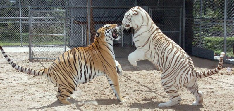 Мать тигров держит у себя во дворе двух огромных хищников
