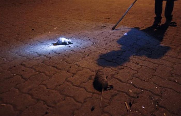 Охотники на крыс в Мумбаи. Фотоистории о путешествиях и приключениях
