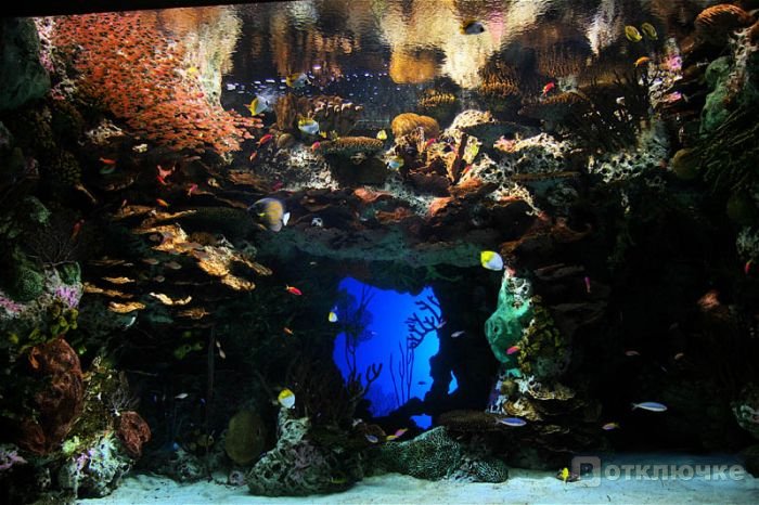 Самый огромный аквариум в мире. Развеселите свою жизнь: кордики